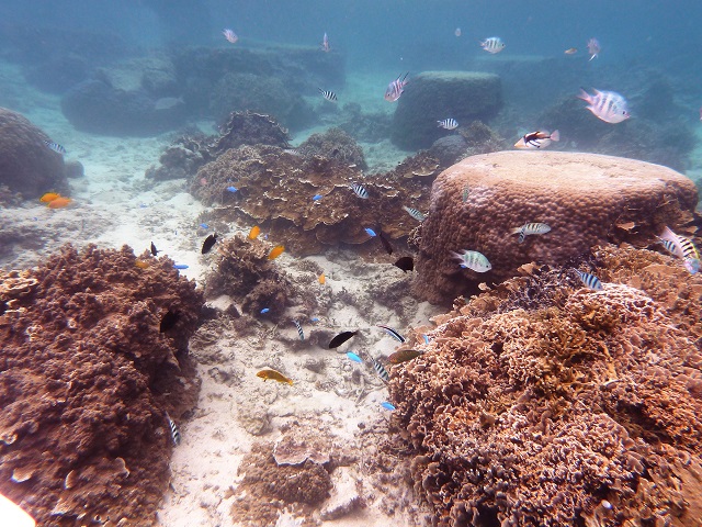 沖縄の海